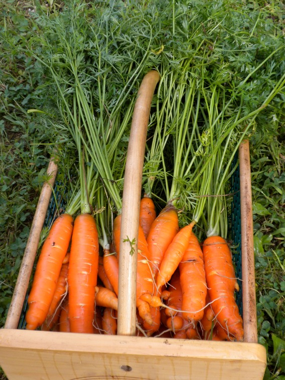 carrots_med.jpeg
