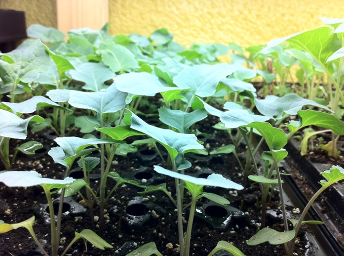 seedlings_med.jpeg
