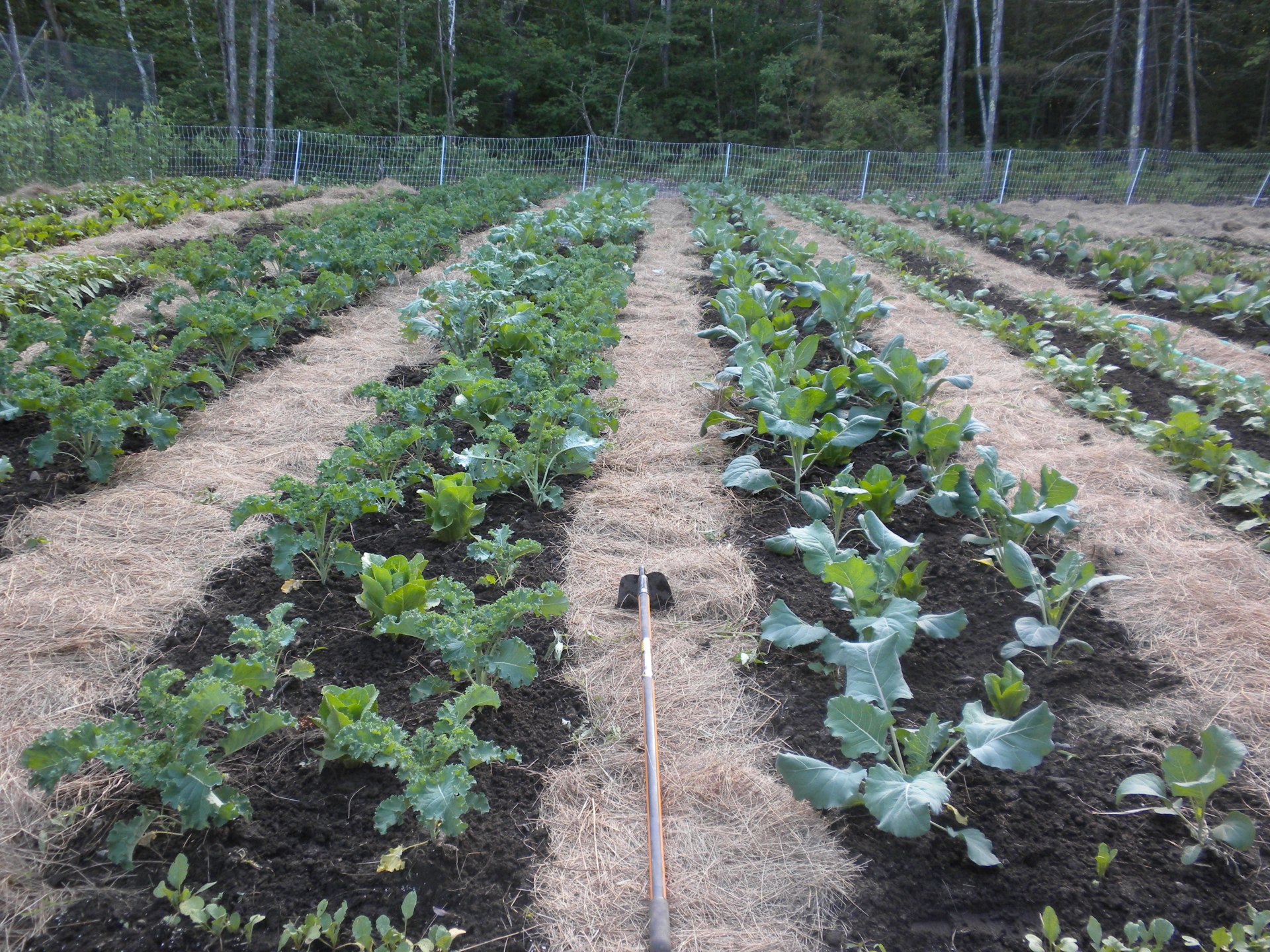 Produce Grown Seasonally on our Very Own Certified Organic Farm