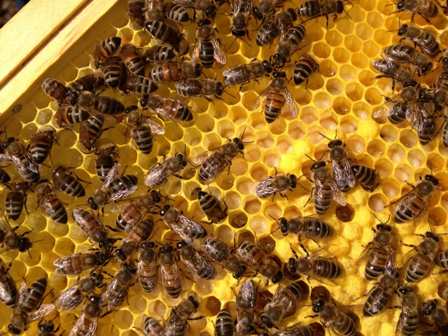 Our Bees Produce Local Sweetwater Farm Raw Honey