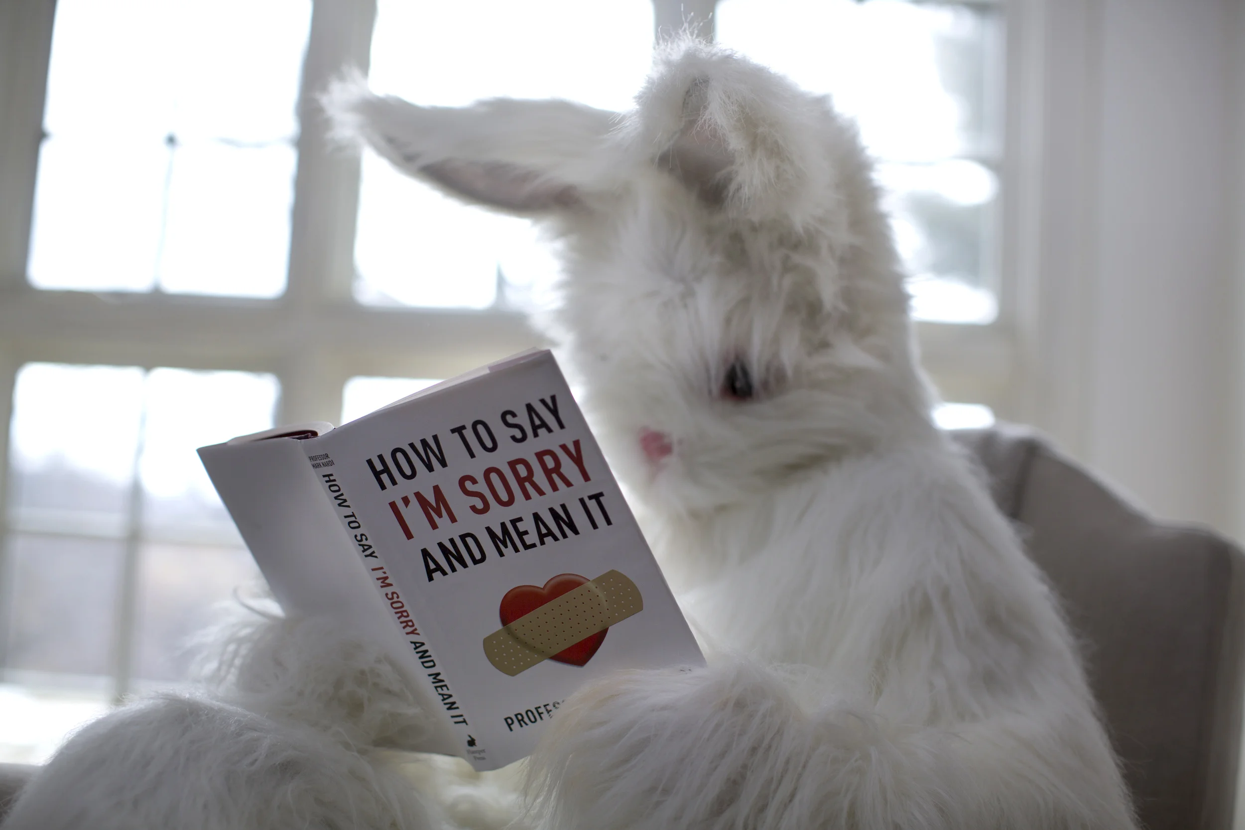 bunny reading copy.jpg