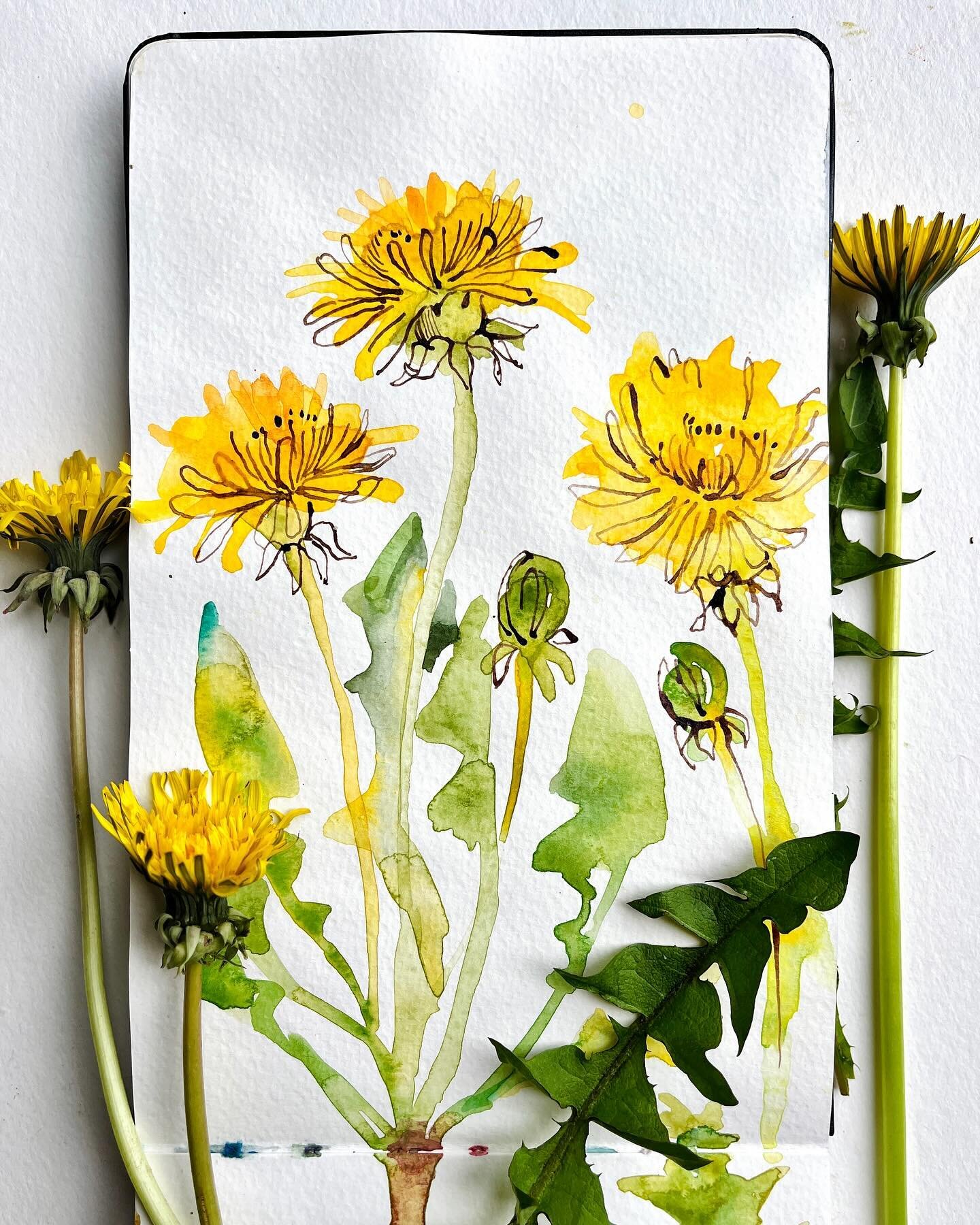 #throwbackthursday 🌼Four years ago this week marks the beginning of my journey with this wildflowers sketchbook, also known as my Covid companion - this was the first page. As many of you may recall from the lockdown period, any outings were confine