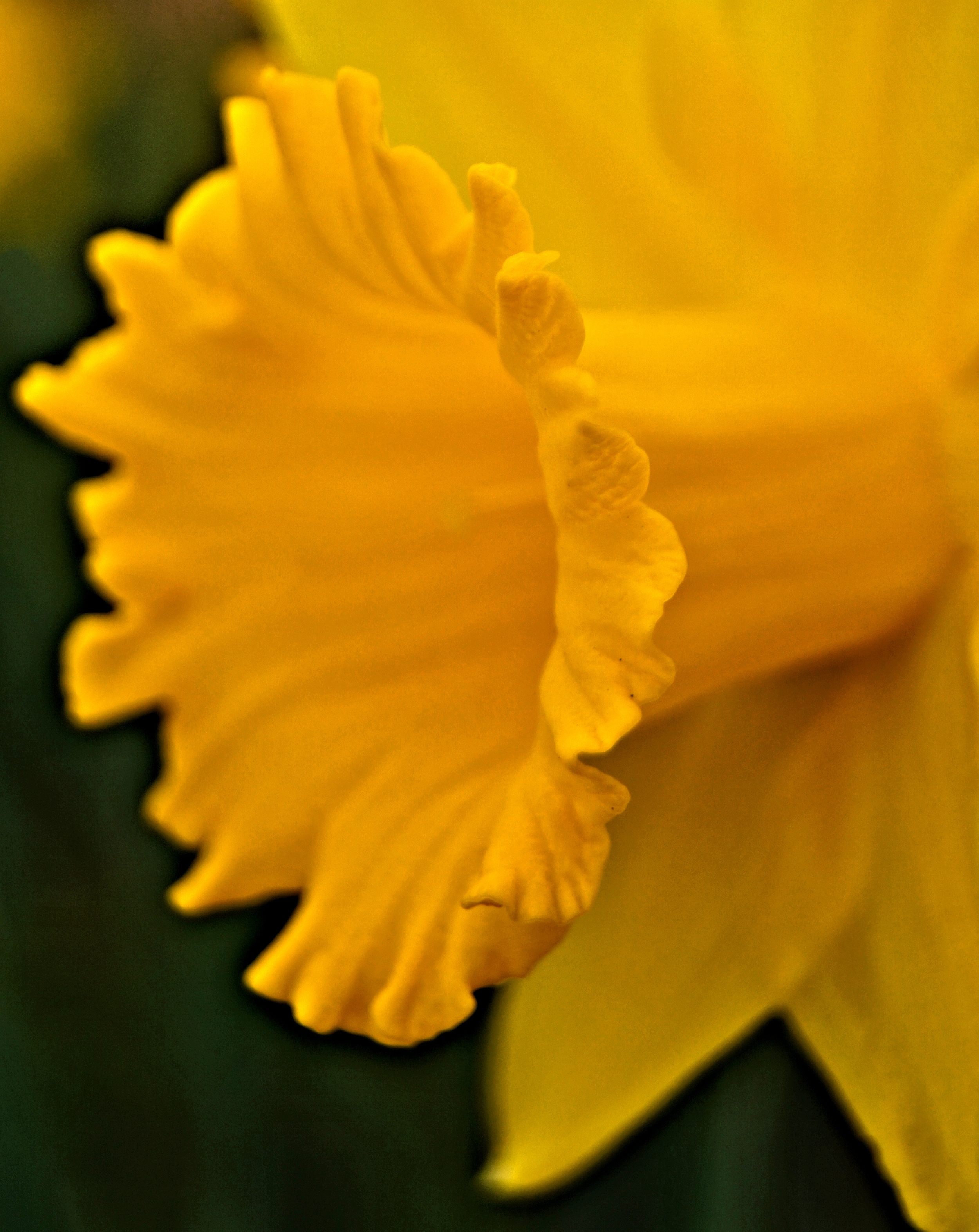 Daffodil: Anita Berghoef