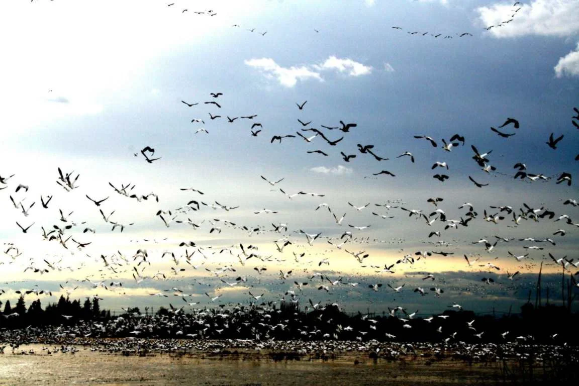 Geese in Flight Mike Hatherly.jpg