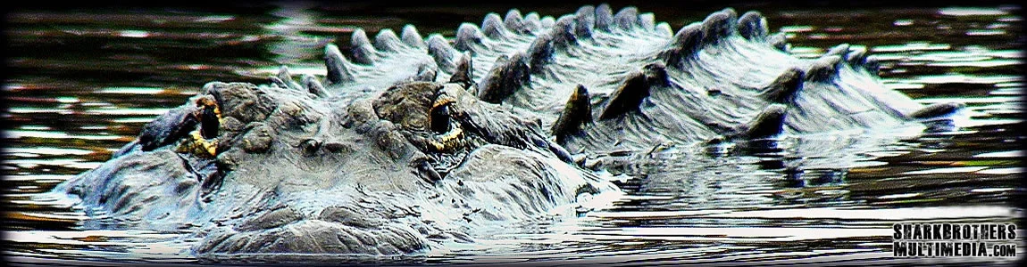 'Mr. Bigs'. a North American alligator in the 12 foot, 700 pound category. We’re fortunate to have predators like this inhabiting our backyard.