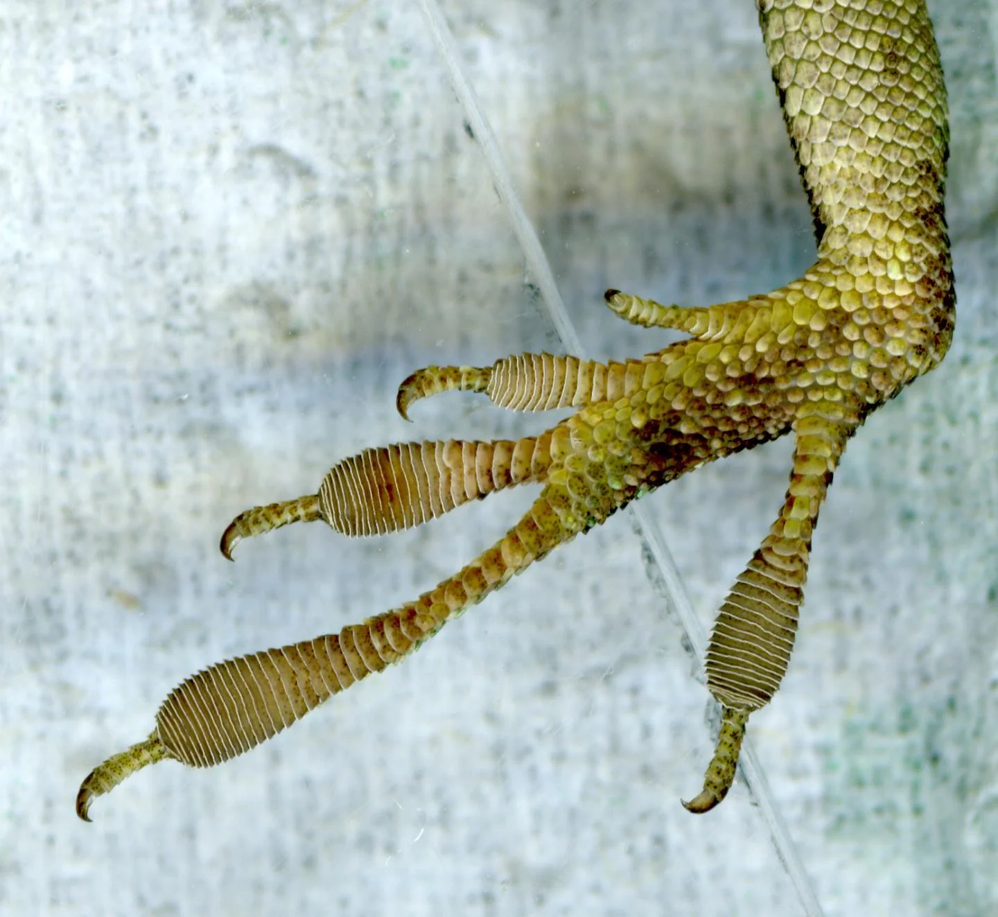 Evolved green anole foot. Photo: Yoel Stuart