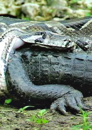Costly Turf Wars in the Wild Kingdom