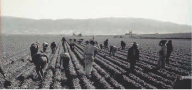 Harvest of Loneliness: The Bracero Program