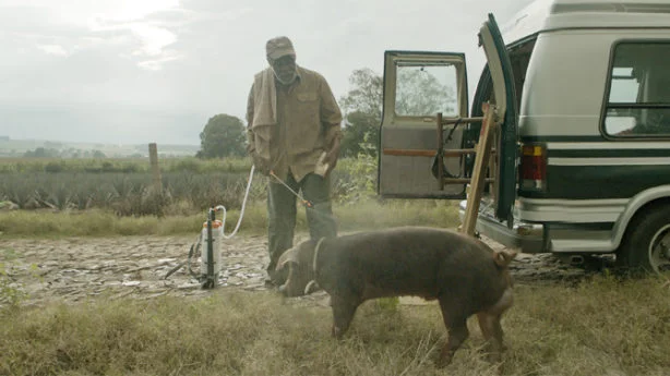Sr. Pig