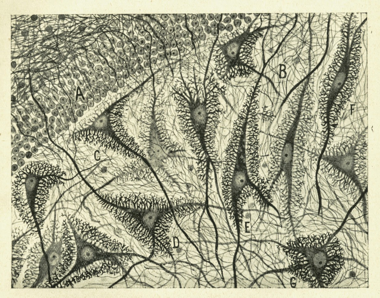 Santiago Ramón y Cajal-Las mariposas del alma