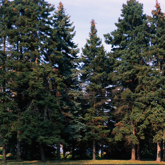 tree1.jpg