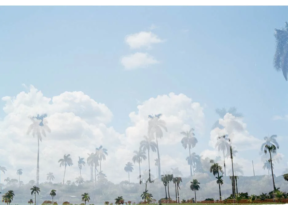 18_palms.jpg
