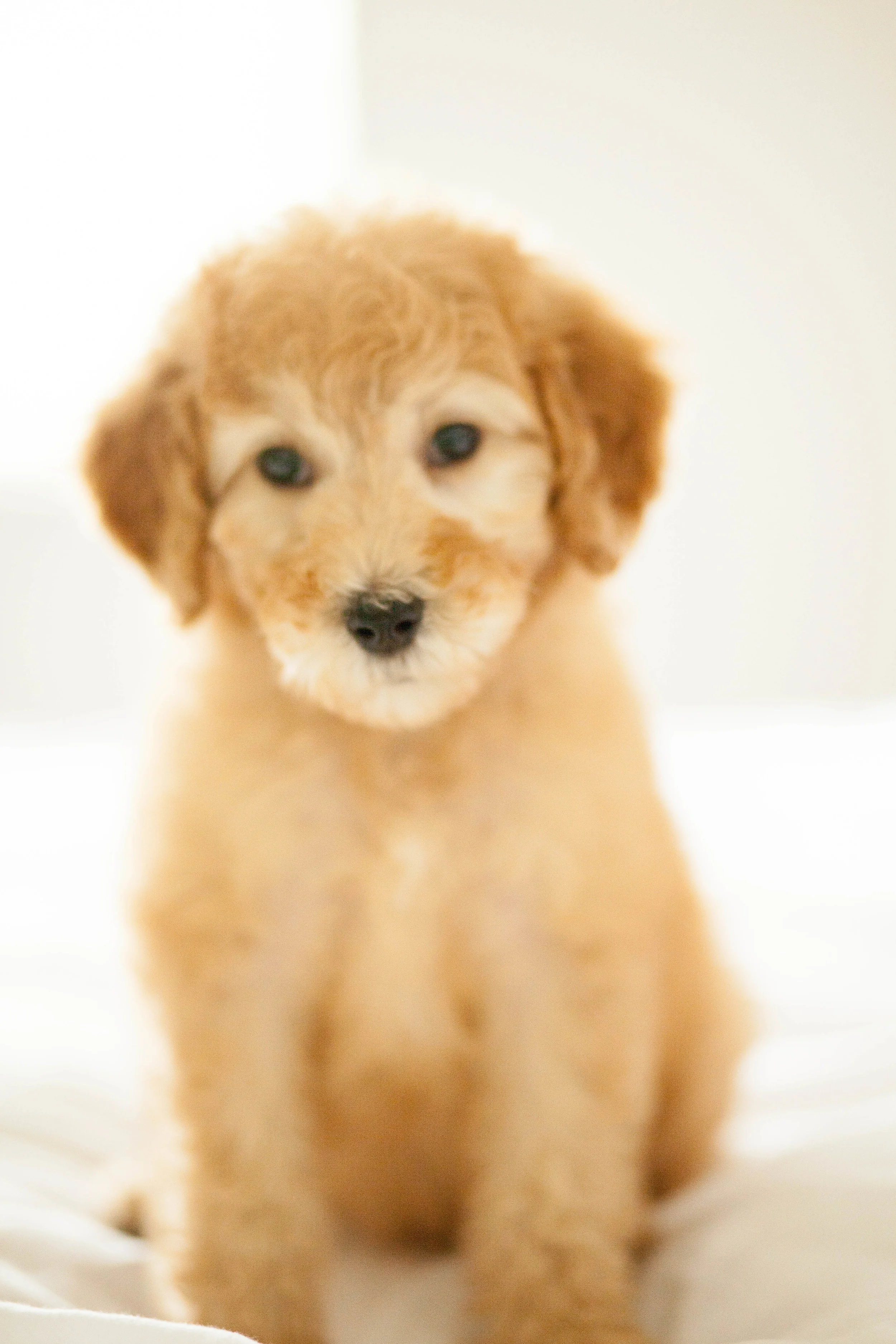 This little fur ball is our goldendoodle, Ginny! AKA #ginnydoodle, Ginner, Ginny Beans, etc. We brought her home on our first anniversary and she is the absolute BEST!