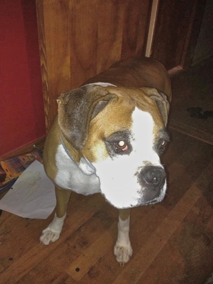steviedog2.jpg