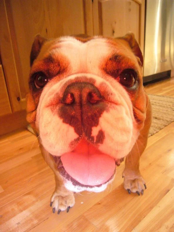 gracie3.JPG