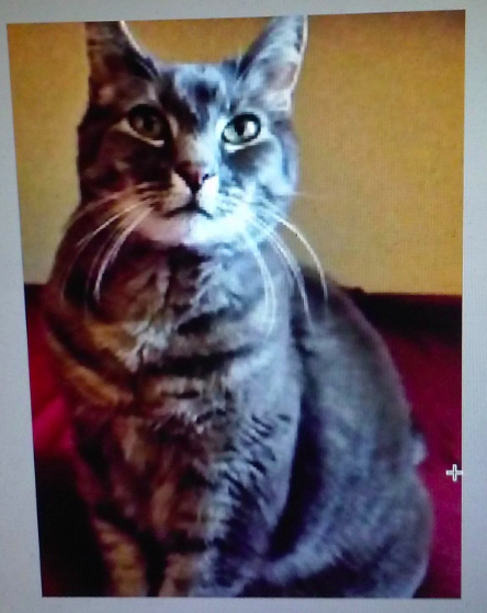 Screen shot 2016-01-19 at 2.39.53 PM.png