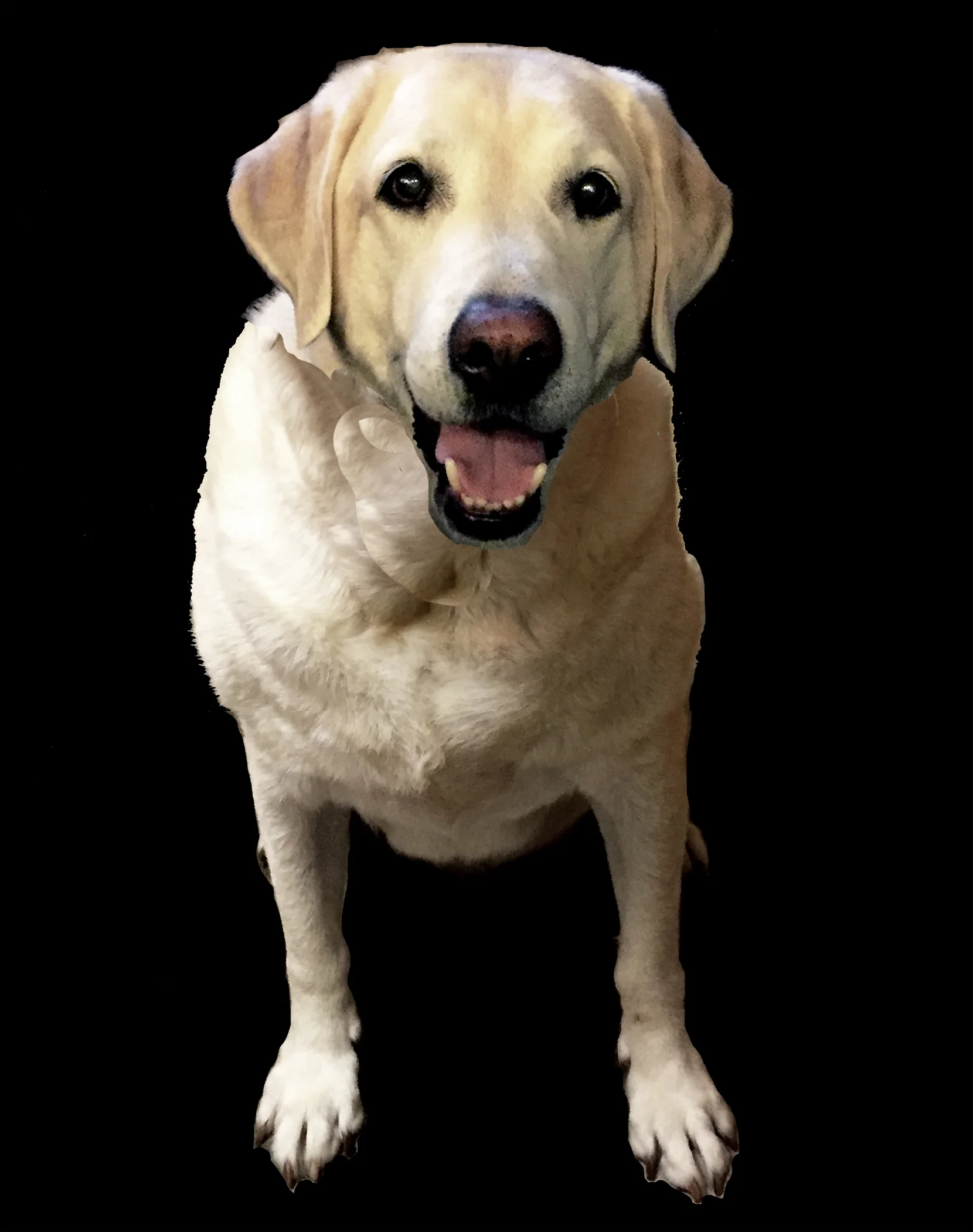 doggie.jpg
