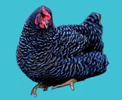 chicken.jpg