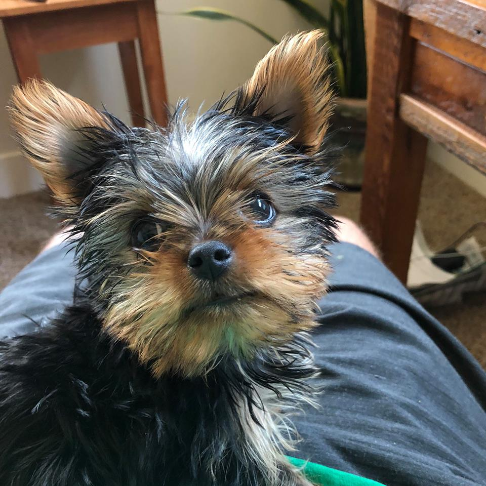 ChiaPuppy.png