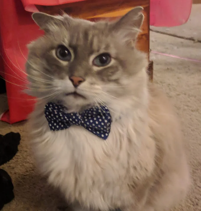 perrycat.jpeg