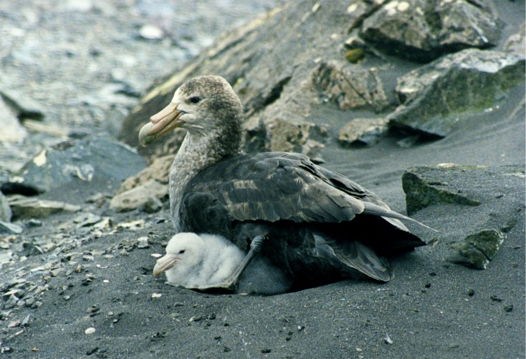 Photo attribution: “Giant petrel with chicks” by Brocken Inaglory