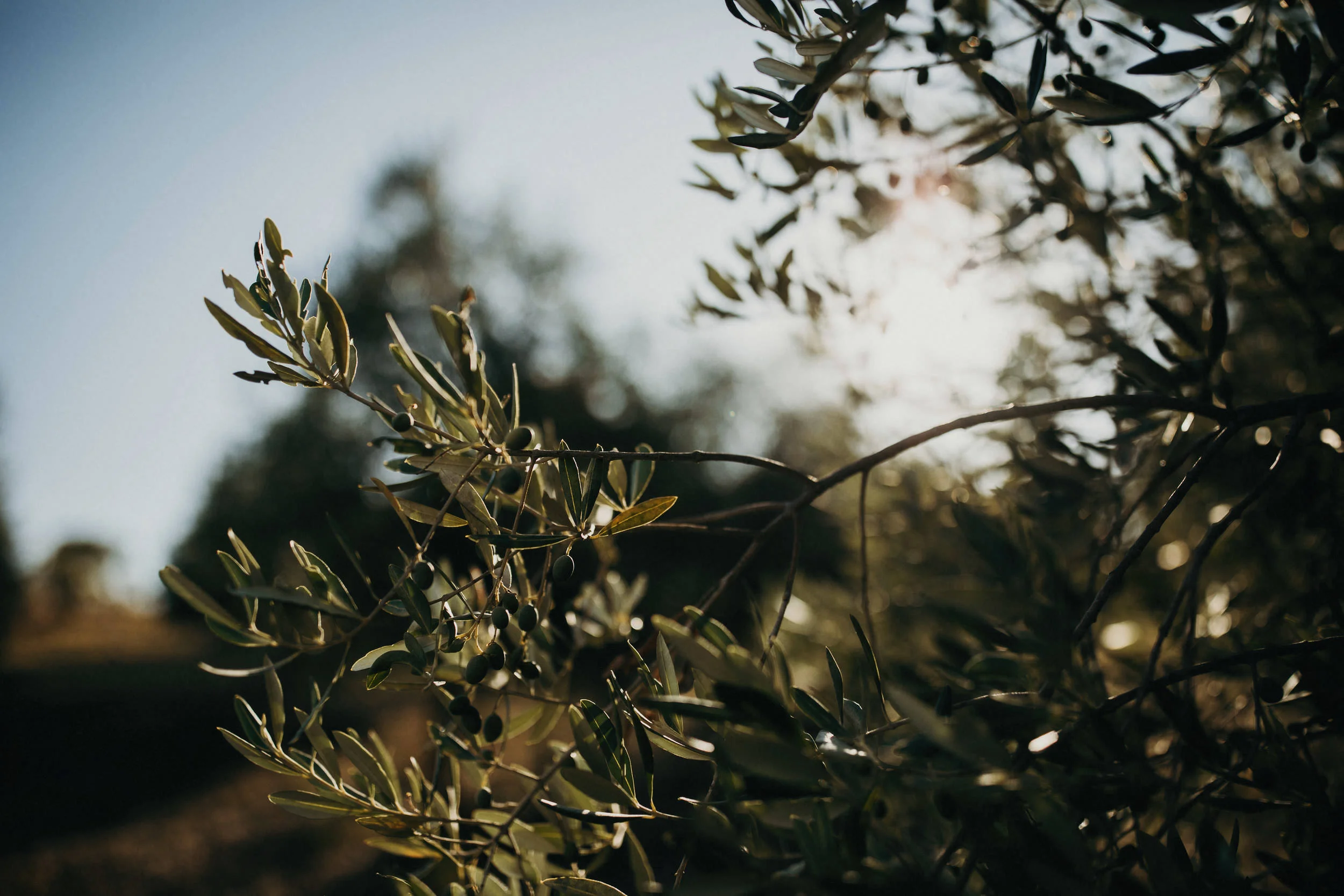 jere-satamo-wedding-photographer-tuscany-lazy-olive-italy-003-web.jpg