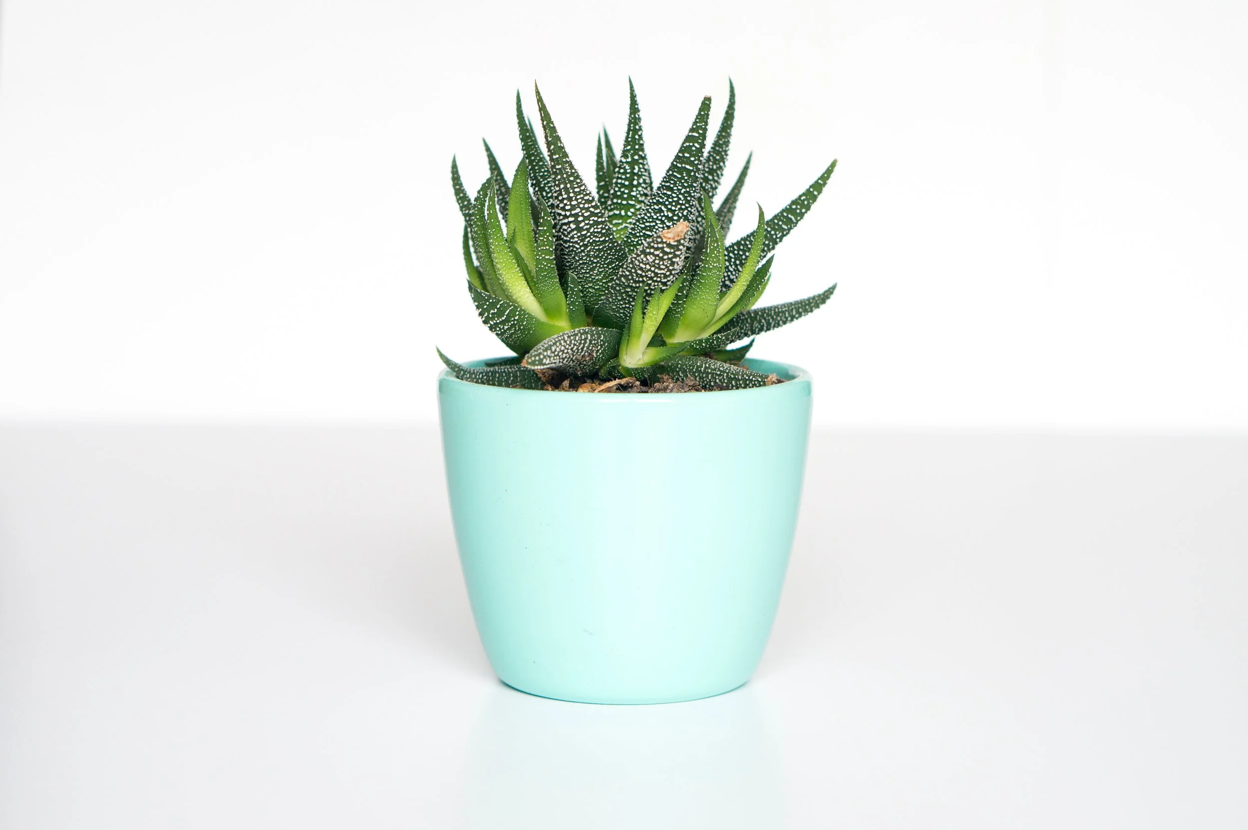 Potted Succulent .jpg