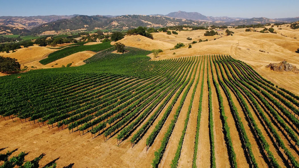 How Drought And Wildfires Are Changing West Coast Winemaking