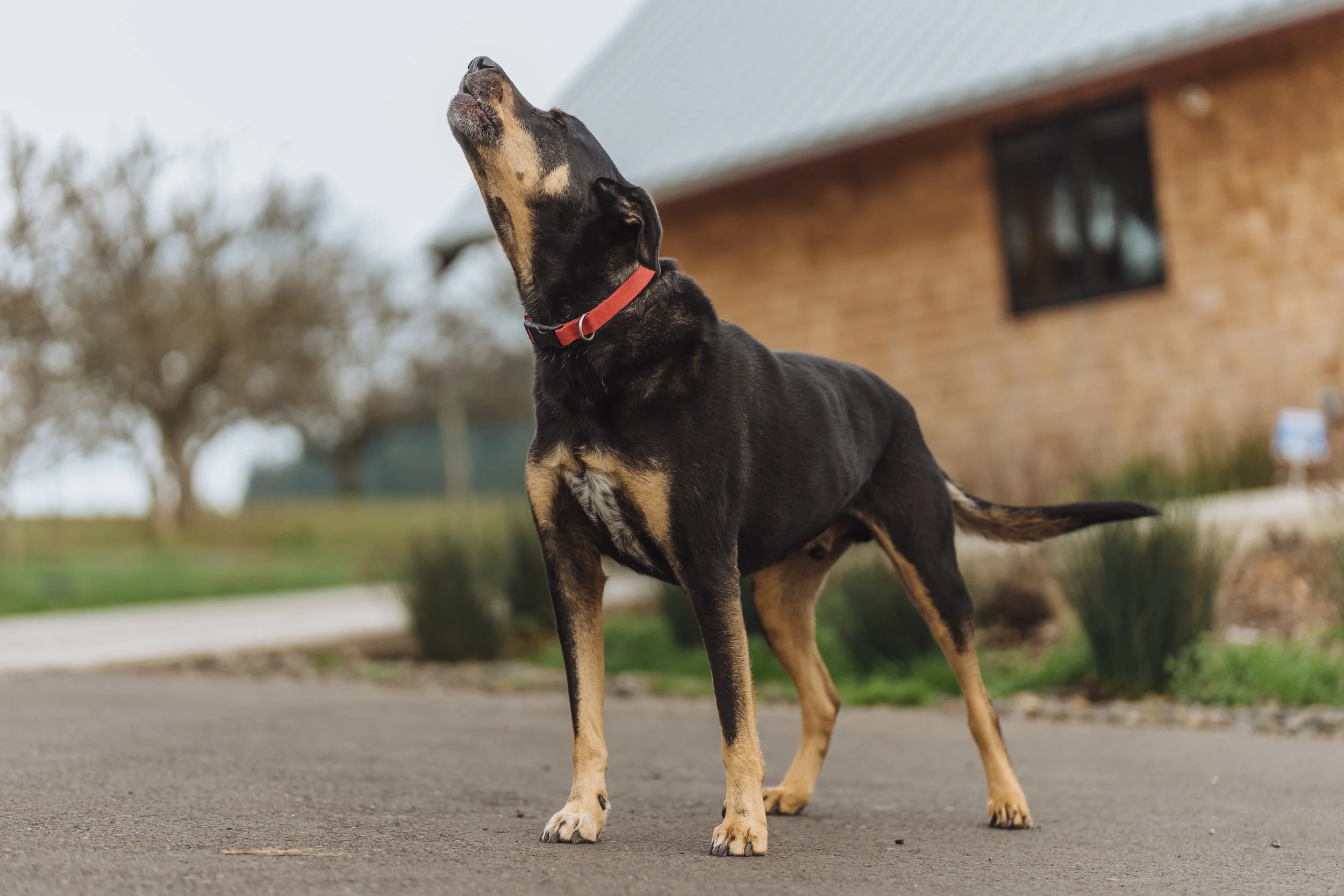 Wine Country's Best Friend