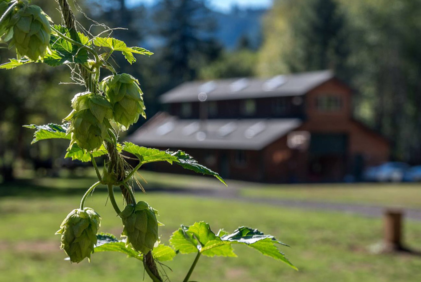 Craft Beer in Corvallis