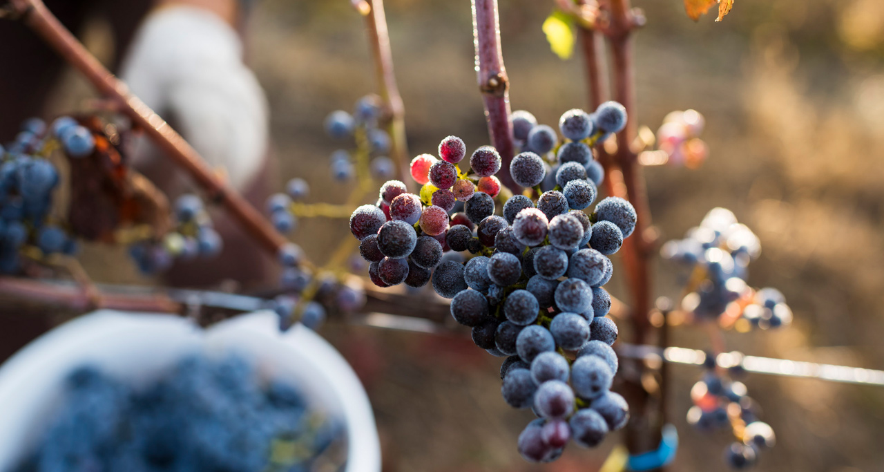 How an Oregon Wine Region Takes Root