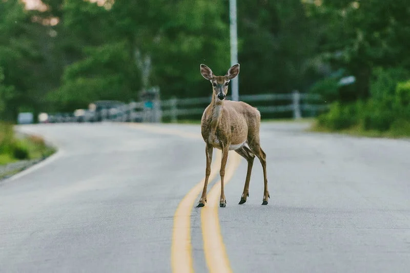 Roadkill Primer