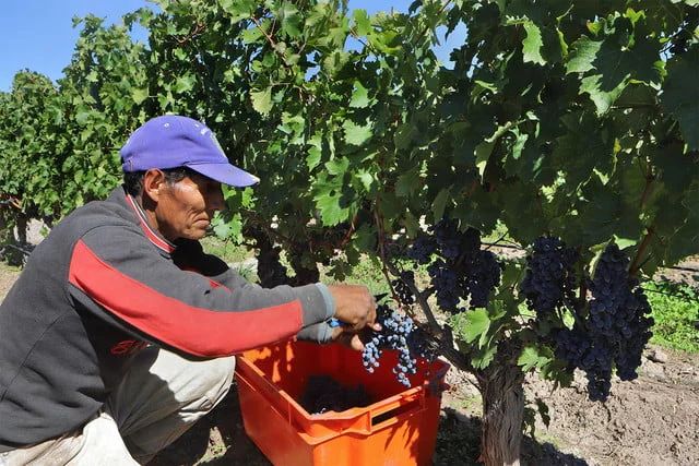 Healthcare in the Vineyard