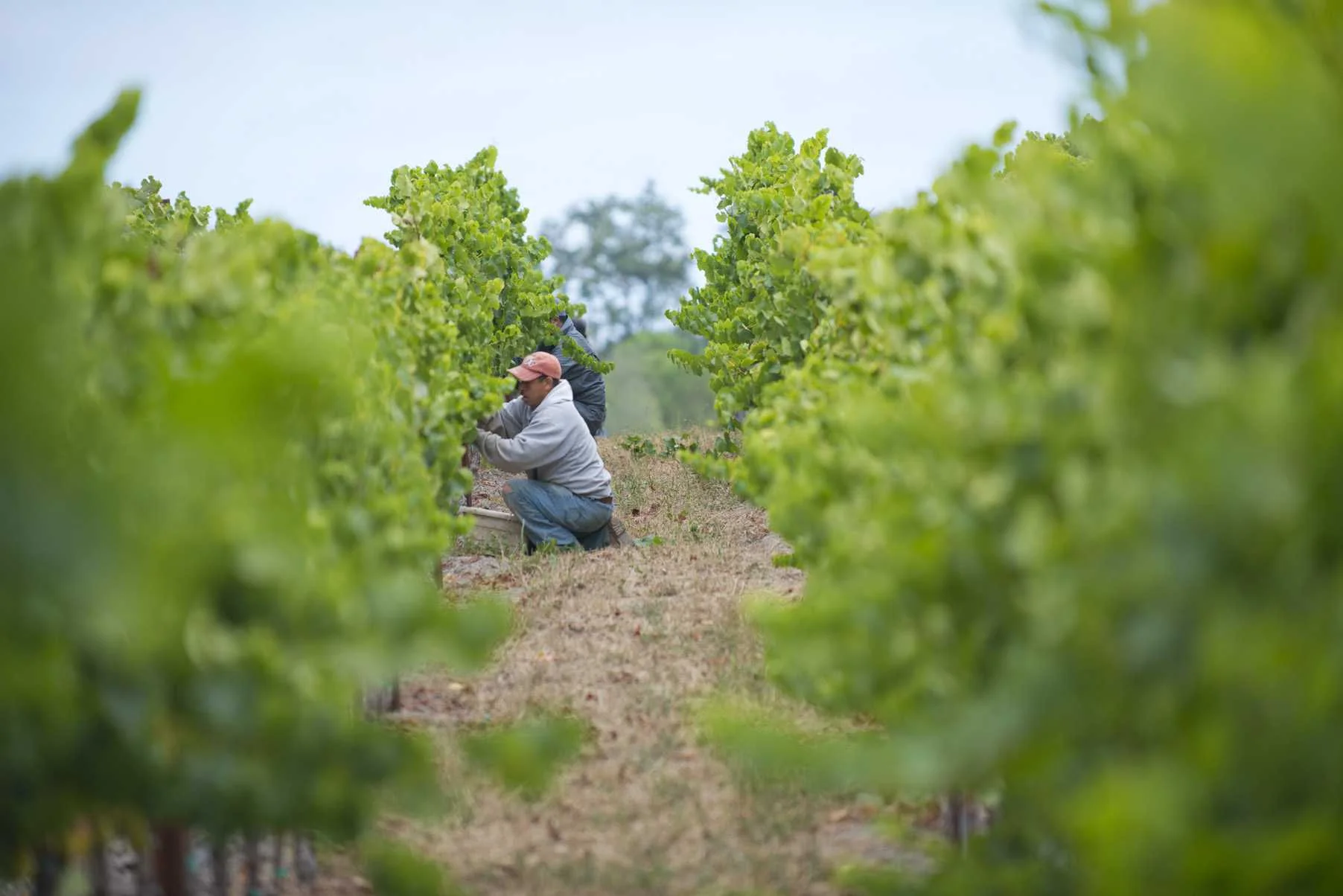 Bricoleur Vineyards Website
