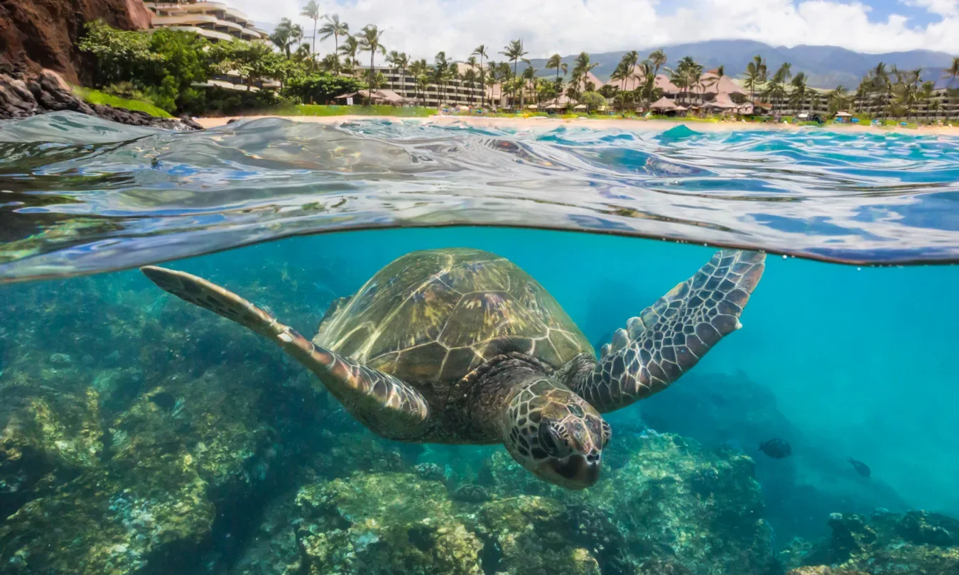 The Ultimate Hawaiian Spring Break