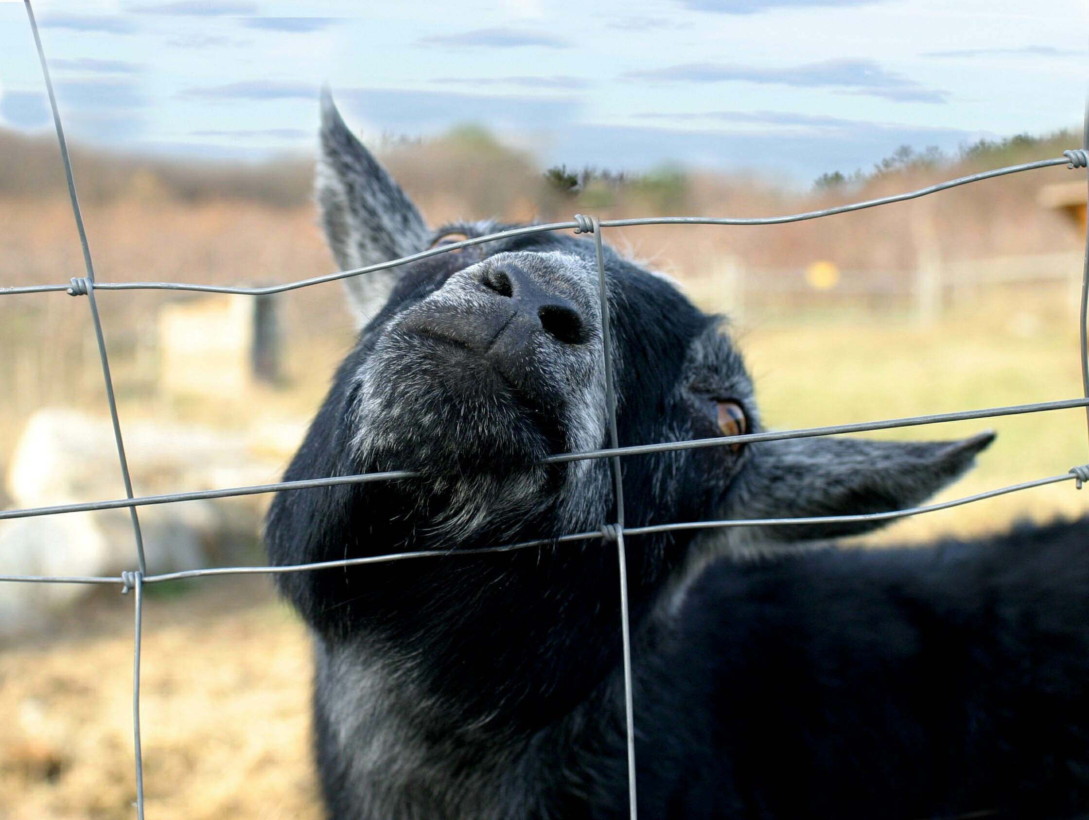 Berlin Orchards Goat.jpg