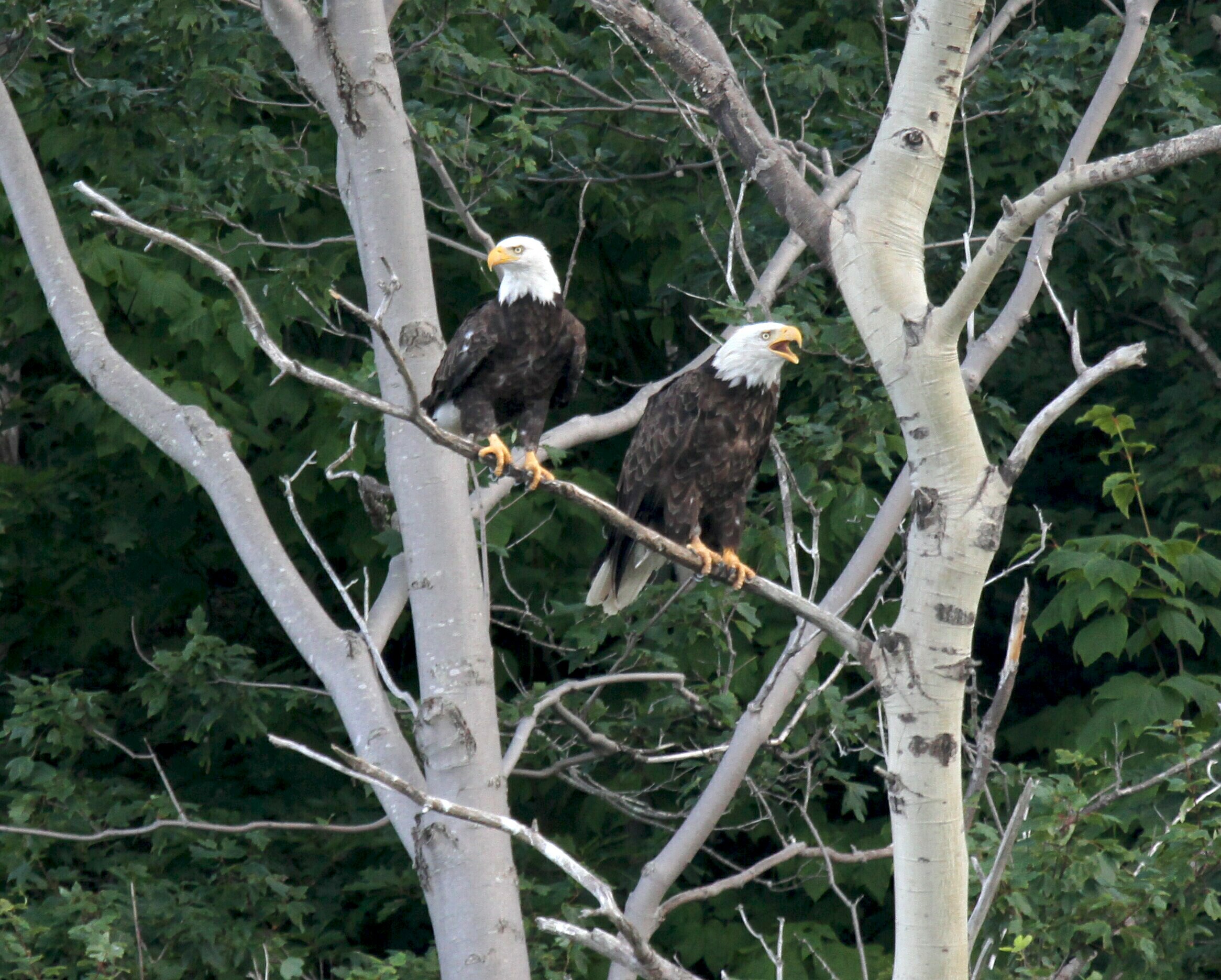 Acadia Bald Eagles.jpg