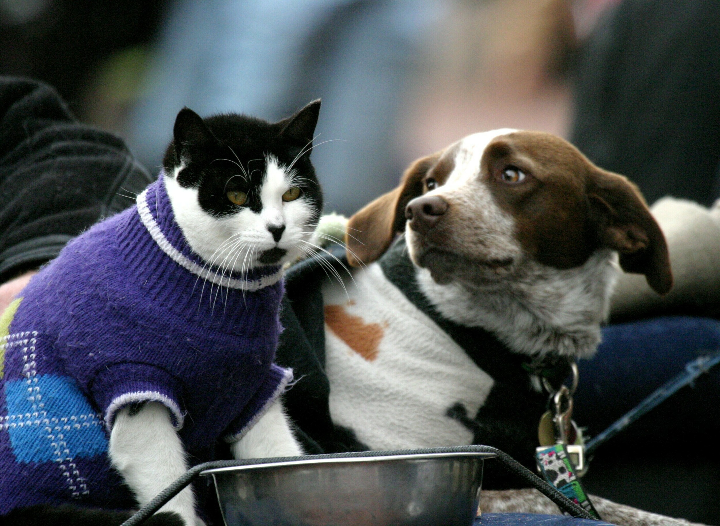 Cat and Dog in Harvard Square.jpg