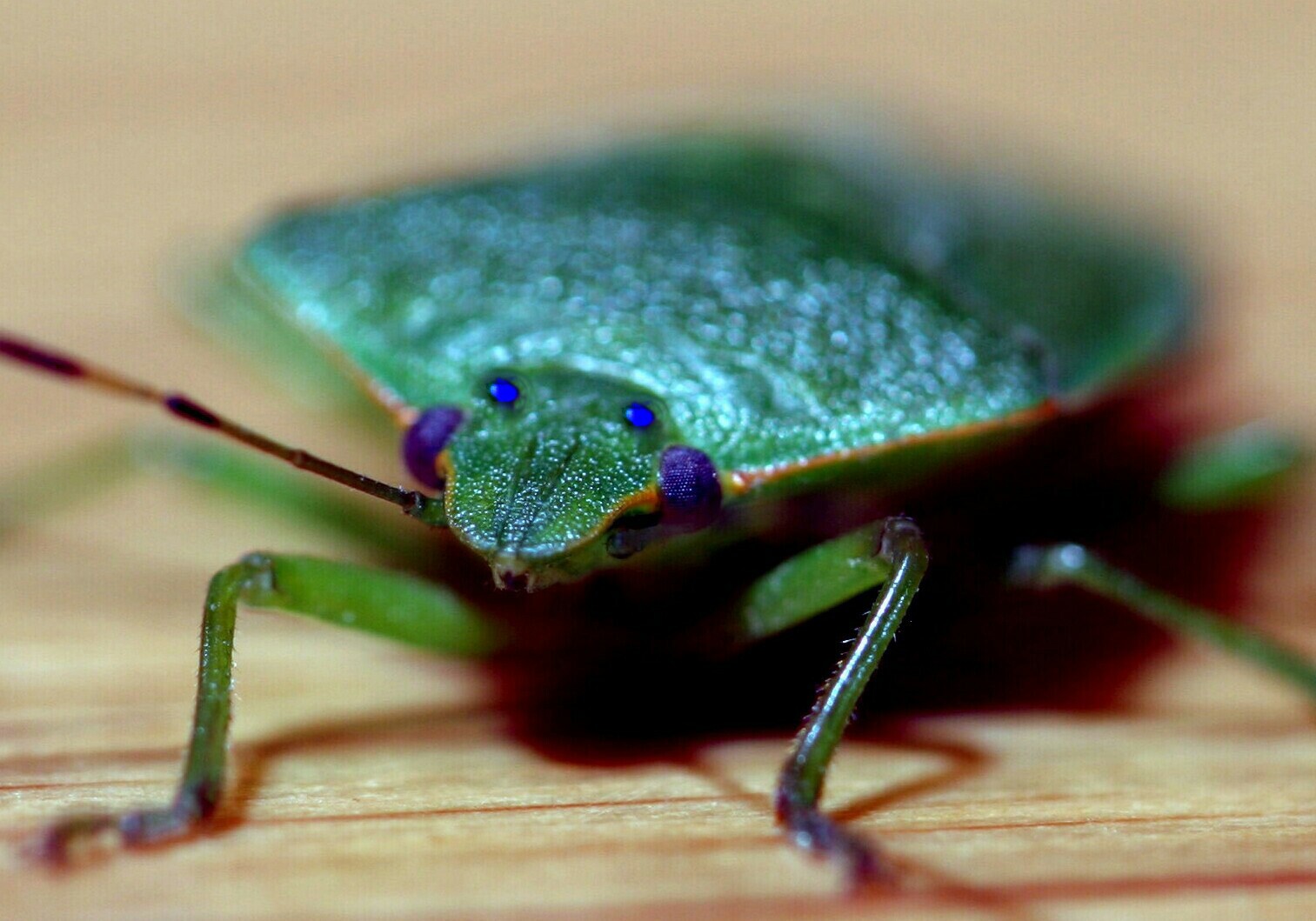 leaf bug 07.jpg