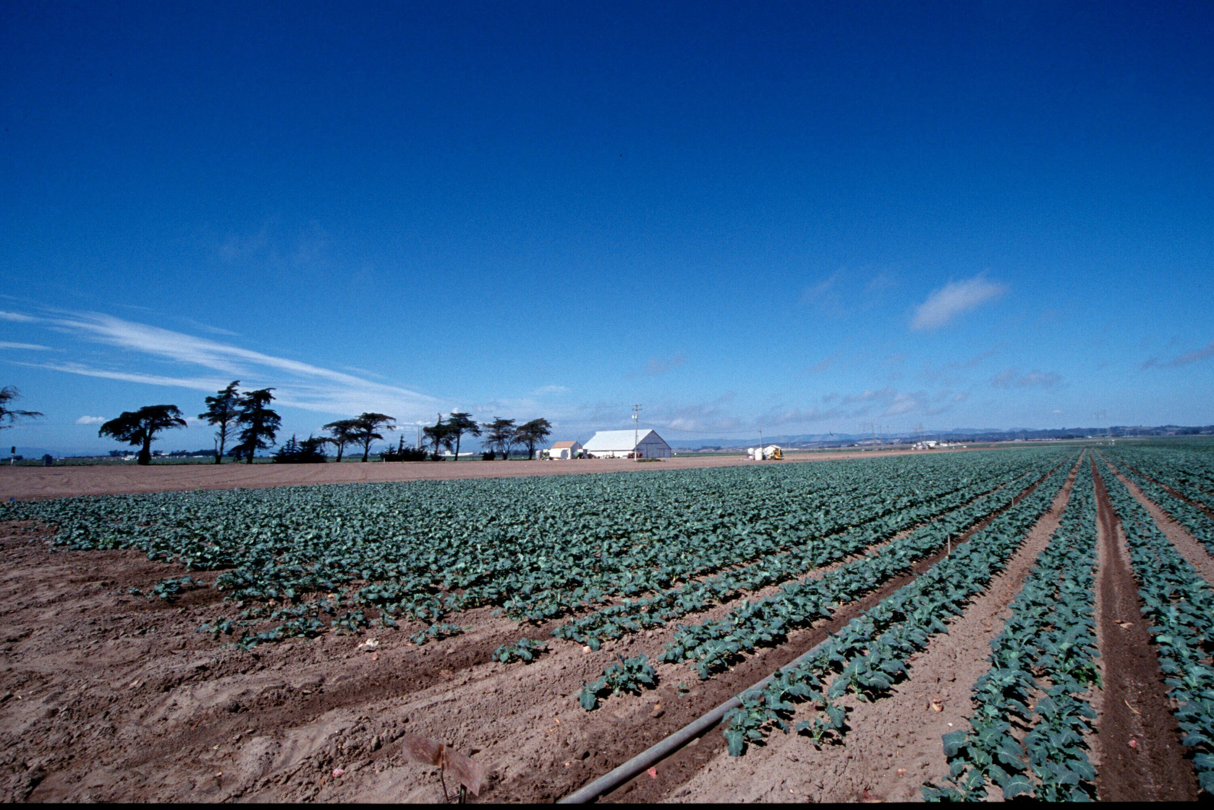 Monterey Farm Scene5.jpg