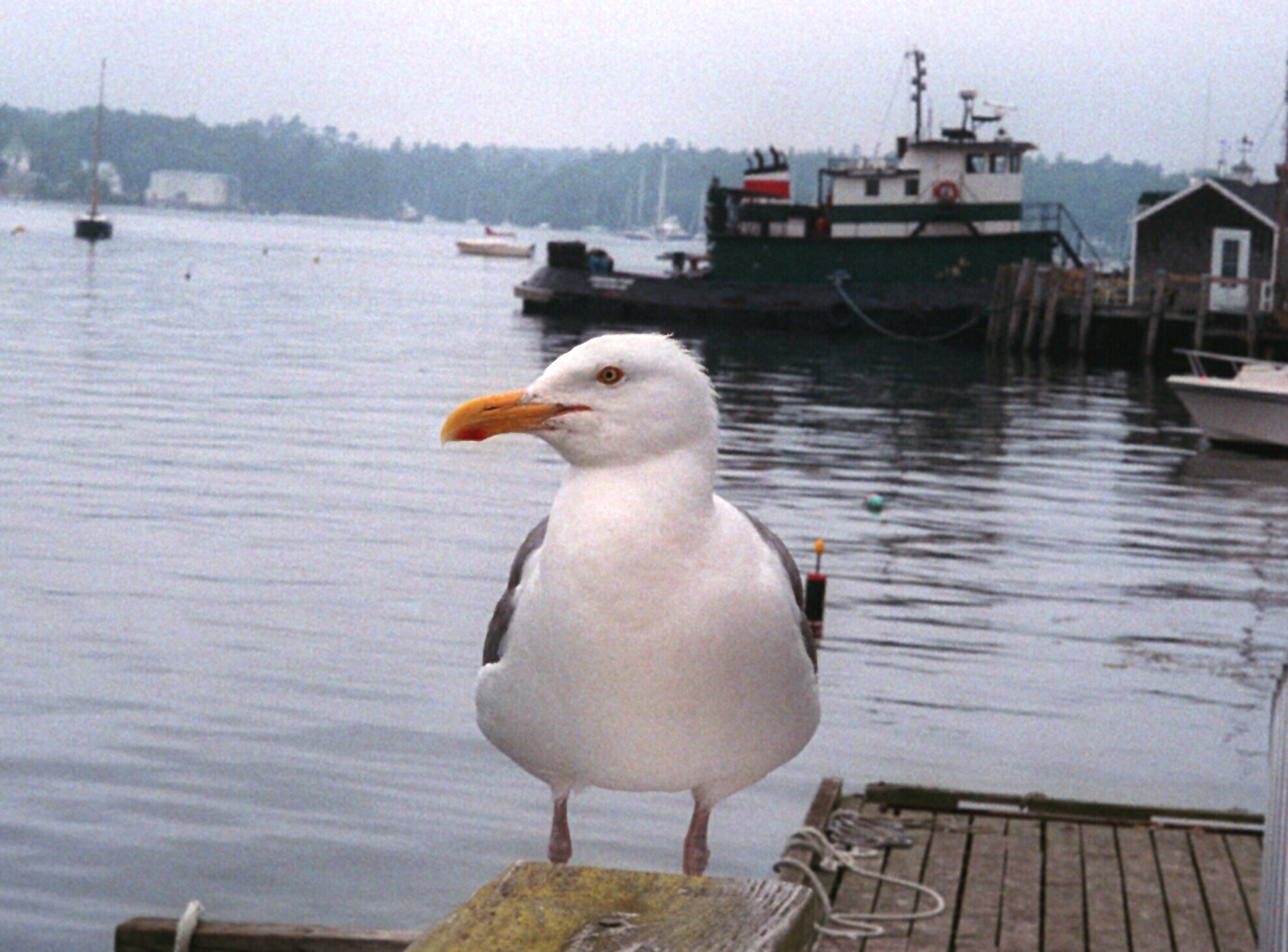 Booth Bay Seagull-Leica2.jpg