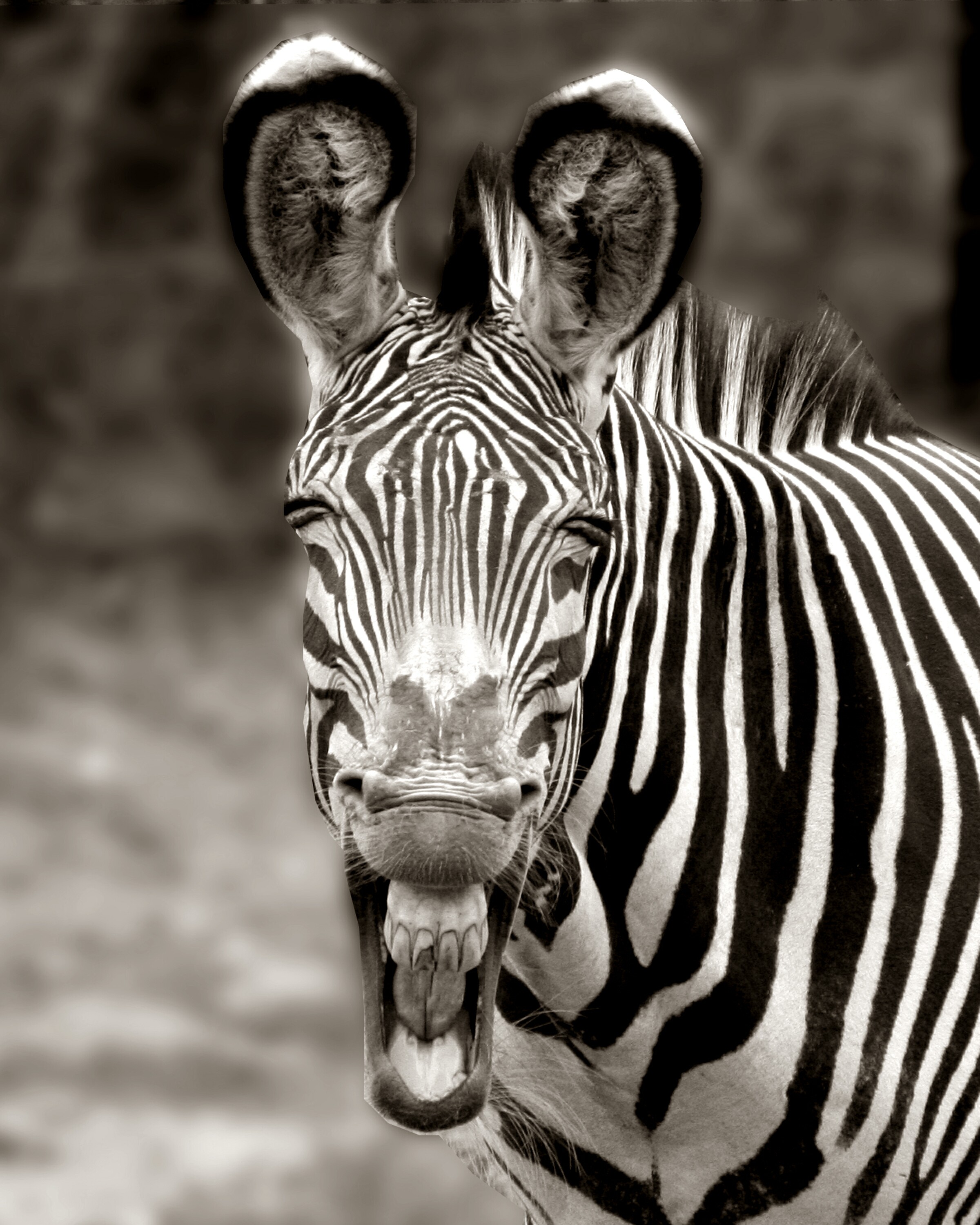 Zebra Face02-b&w.jpg