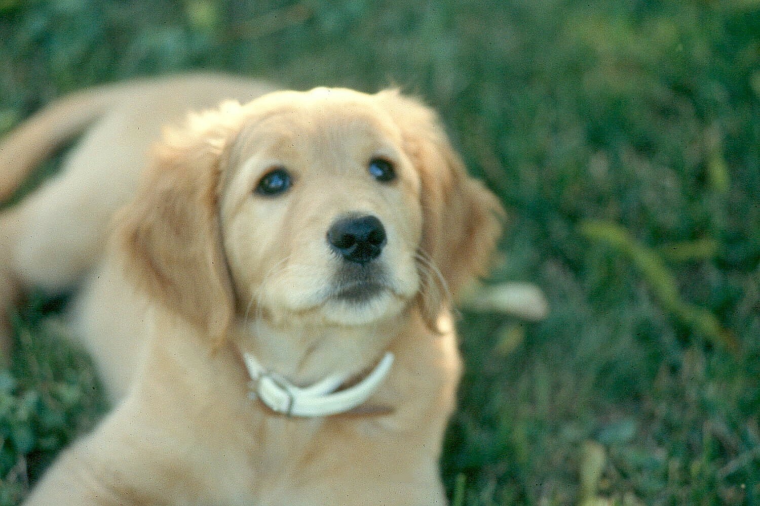 Caesar as a Puppy.jpg