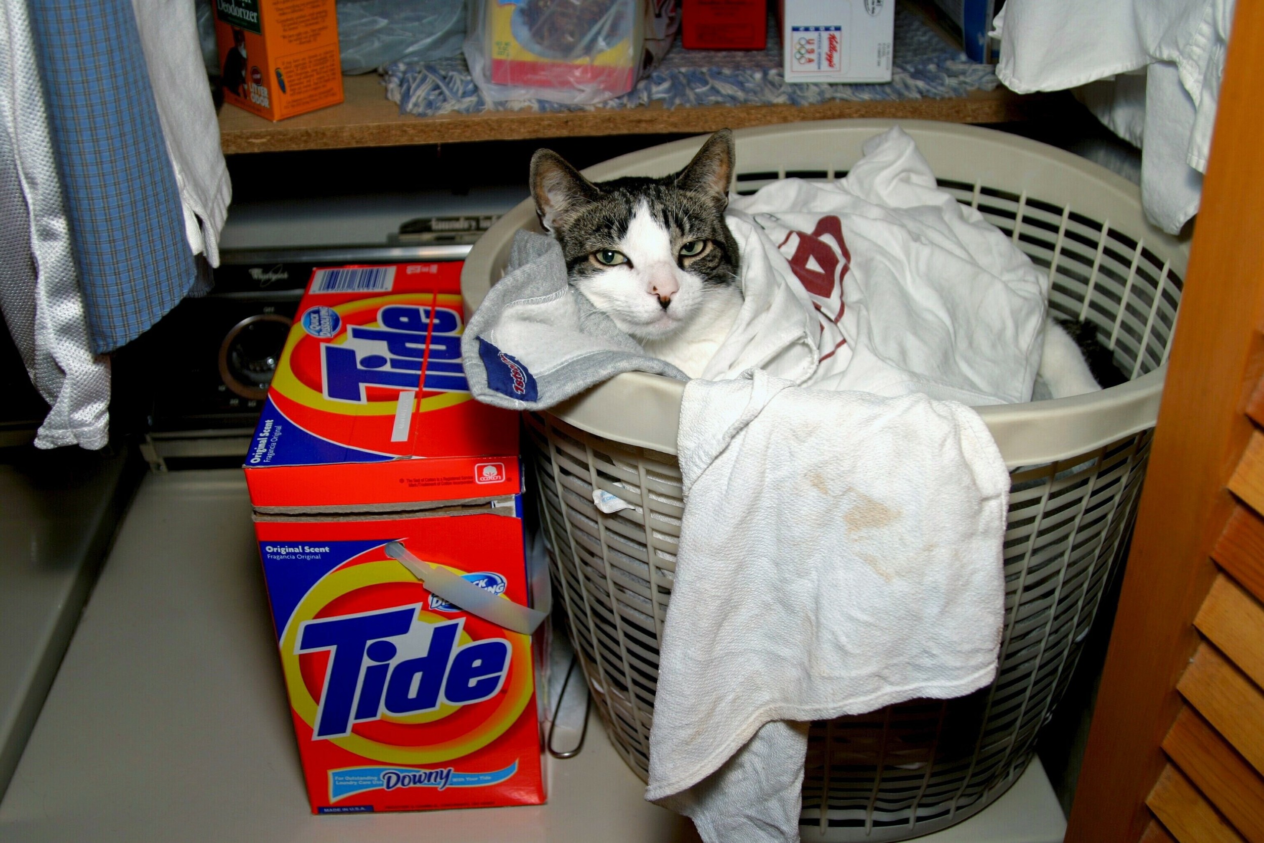 laundry cat-harry2.jpg