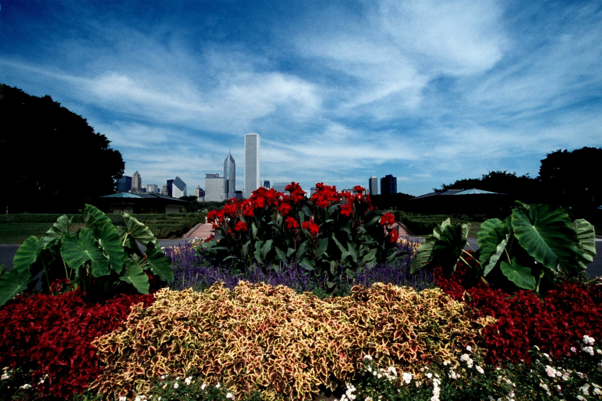 Chicago Flowers.jpg