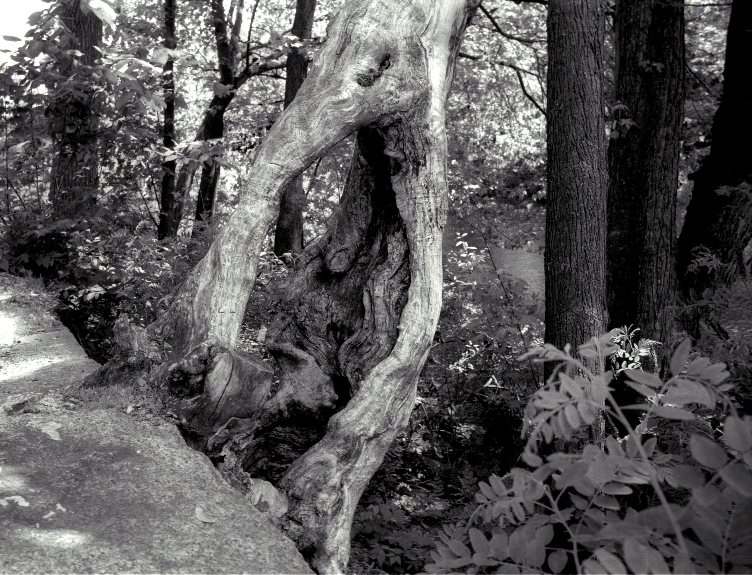 Hollow Tree Trunk in Waltham.jpg