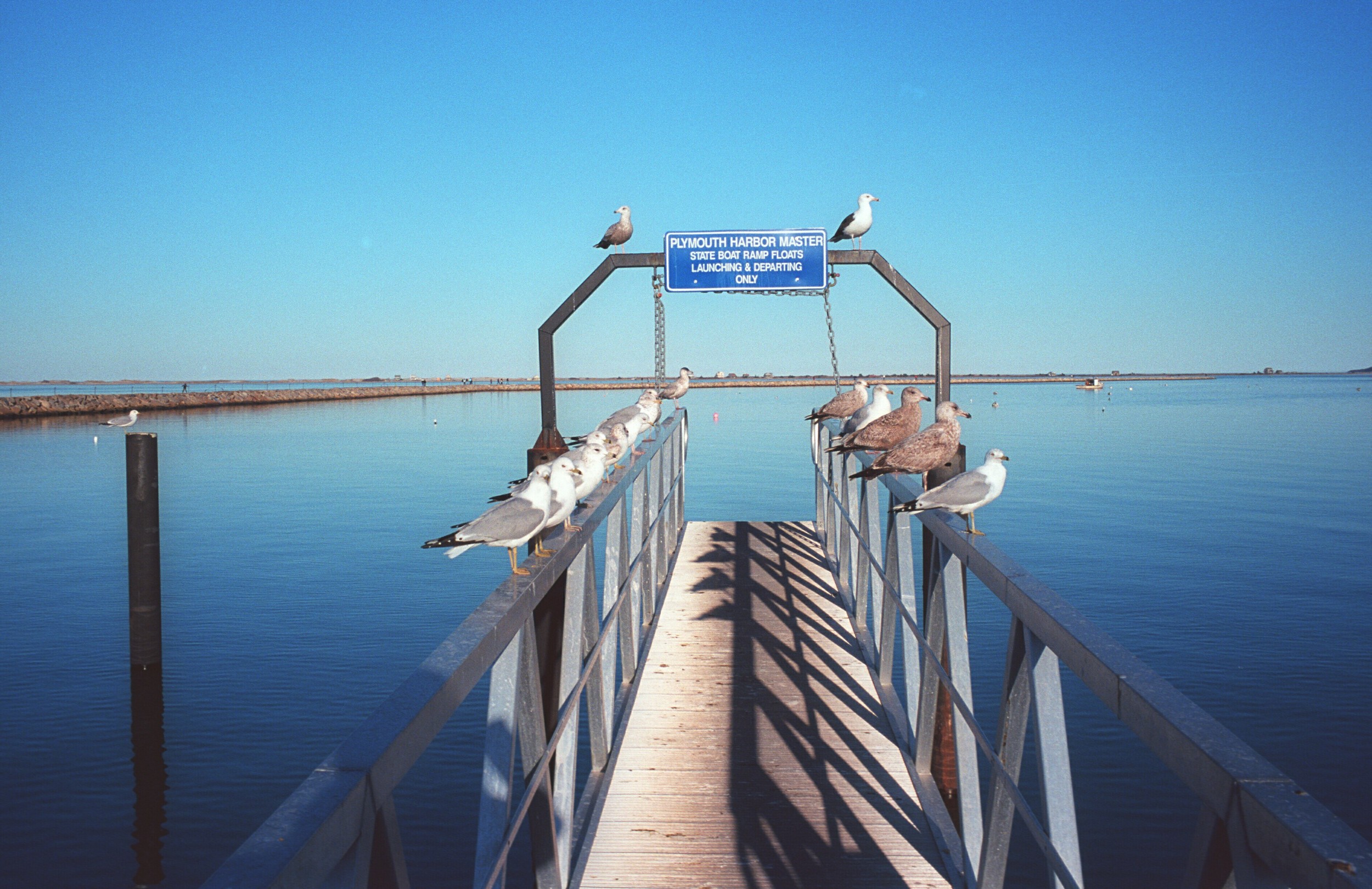 Plymouth Gulls leica2.jpg