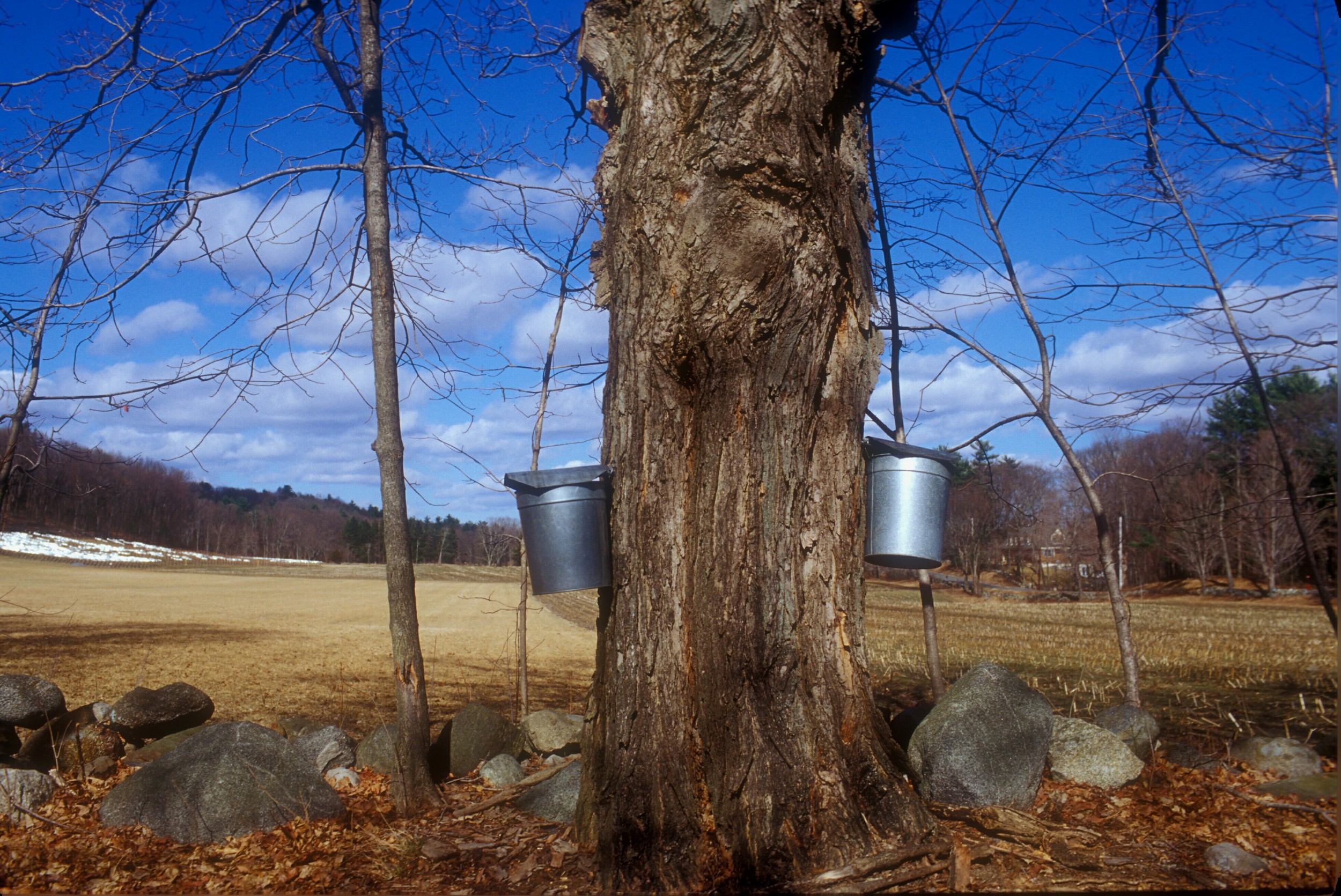 tree and buckets.jpg