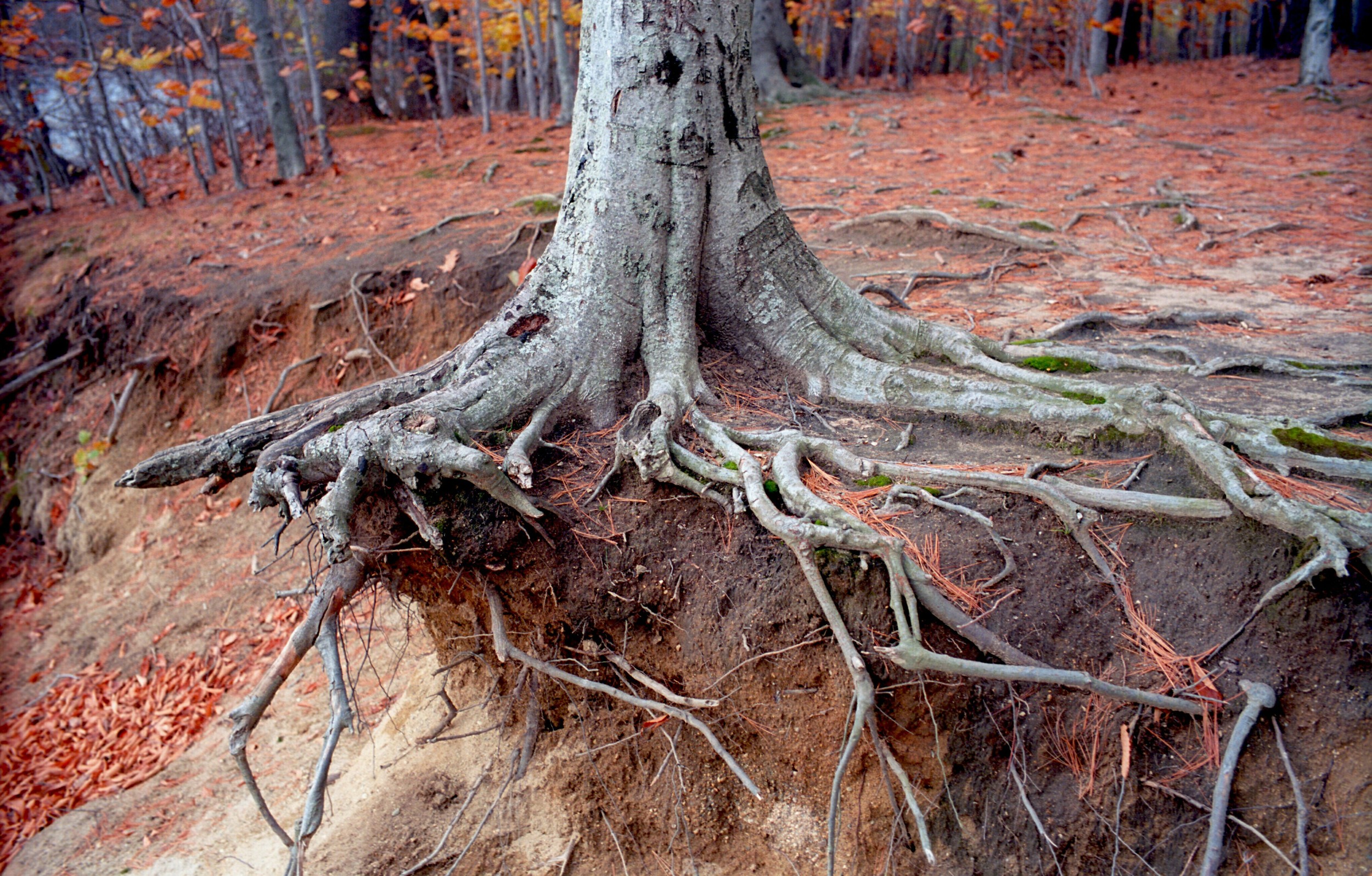 tree trunk ektar100m6.jpg