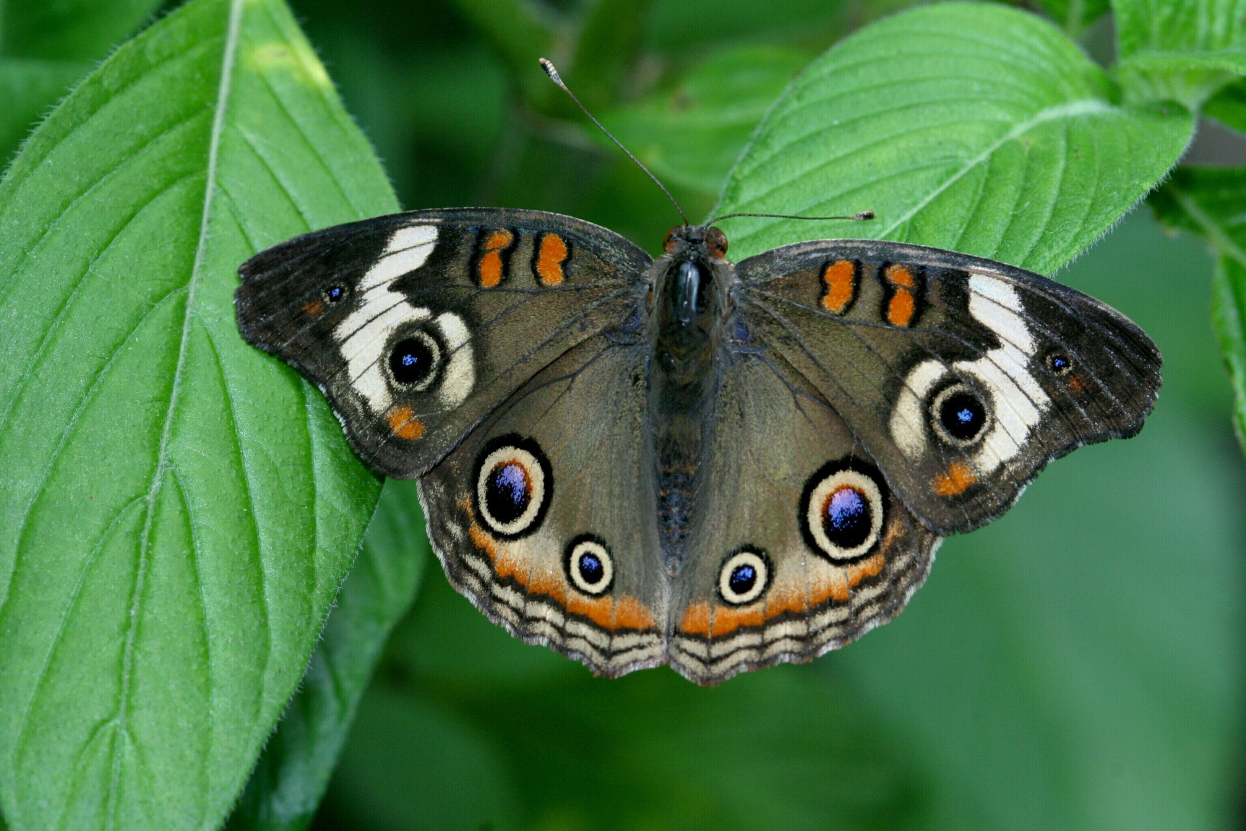butterfly40.jpg